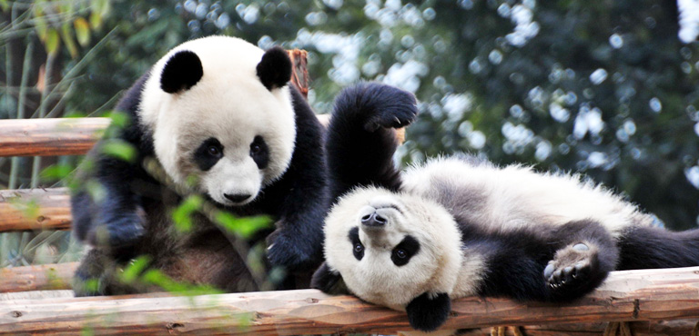 Are the Olympics coming to China&#039;s panda capital, Chengdu?